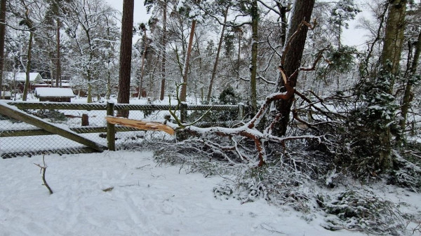 Bezirksamt Altona warnt vor Schneebruch-Gefahr im Wald 